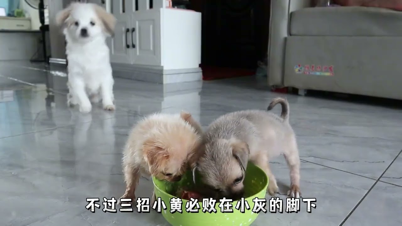 又干起来了！小黄被小灰按在地上摩擦，谁是饭桌上的霸主一目了然