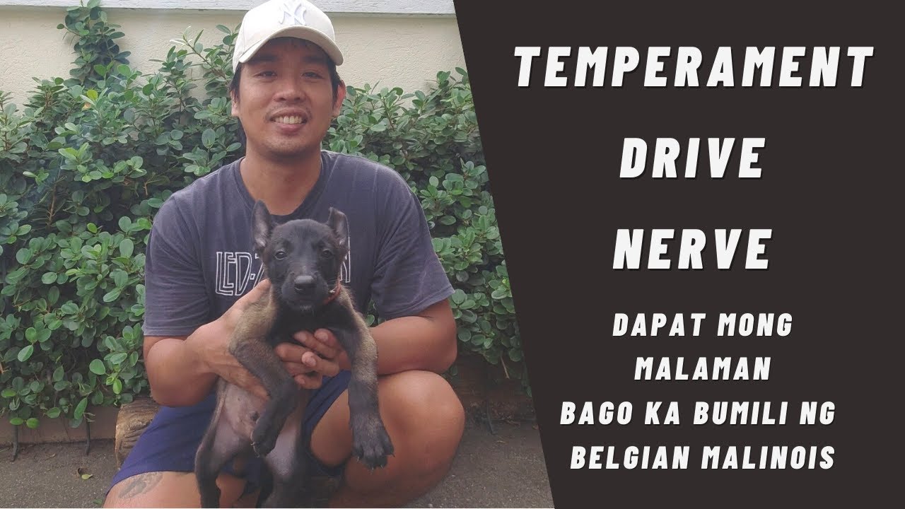 Vlog 136: PUPPY ASSESSMENT | #belgianmalinois #papsnikstv