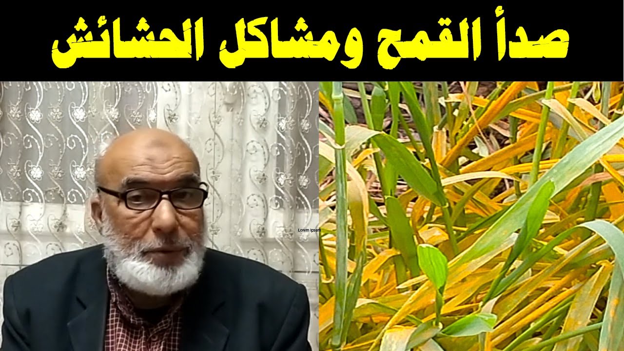 صدأ القمح ومشاكل الحشائش والتغريق | الرد علي أسئلة المتابعين