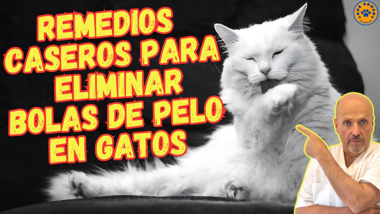 💝 REMEDIOS CASEROS PARA ELIMINAR BOLAS DE PELO EN GATOS 💝