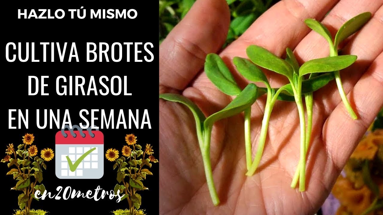 Cultiva BROTES DE GIRASOL para ensaladas (en SOLO UNA semana) 🌱 || en20metros