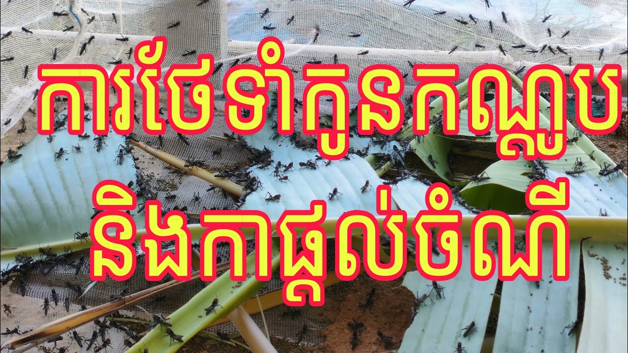 កាថែទាំកូនកណ្តូបនិងកាផ្តល់ចំណីអោបានល្អ #របៀបចិញ្ចឹមកណ្តូប
