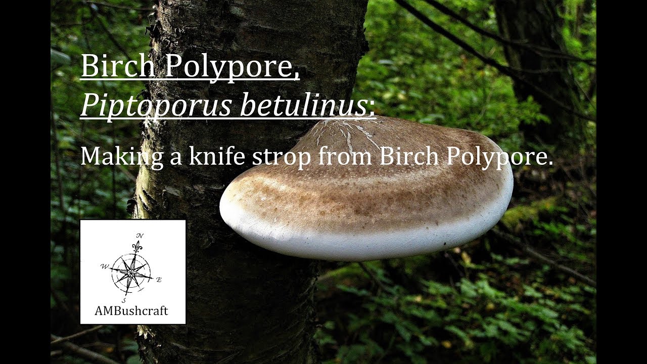 Making a Bushcraft Knife Strop from Birch Polypore. Piptoporus betulinus. Knife Strop