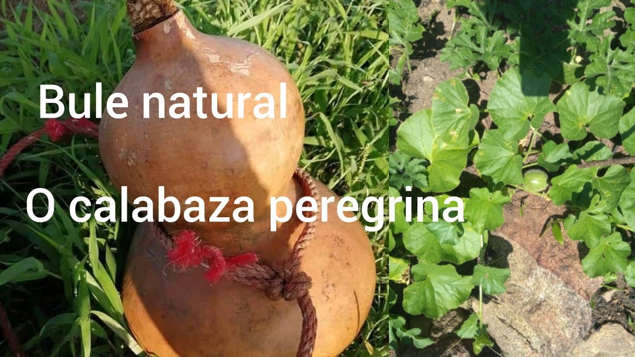 así estoy tratando👆de recuperar las semillas de bule o calabaza peregrina😃