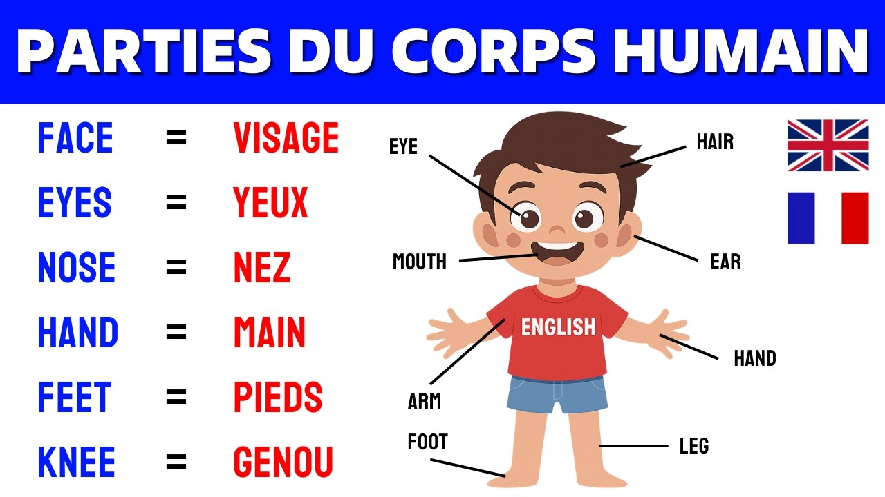Lesson 8 ✪ Les parties du corps humain en Anglais 📚 Human body parts in English ✔