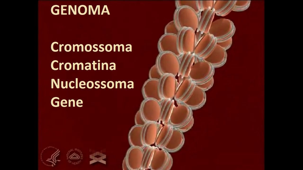 Do cromossomo ao gene - (Anima&ccedil;&atilde;o Narrada em 3D)