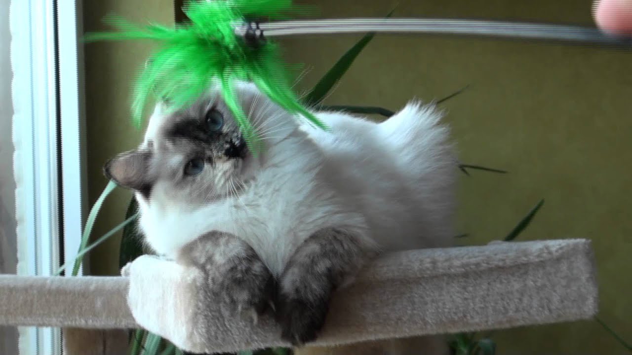 Ragdoll Katze www.ragdoll-rassekatze.de