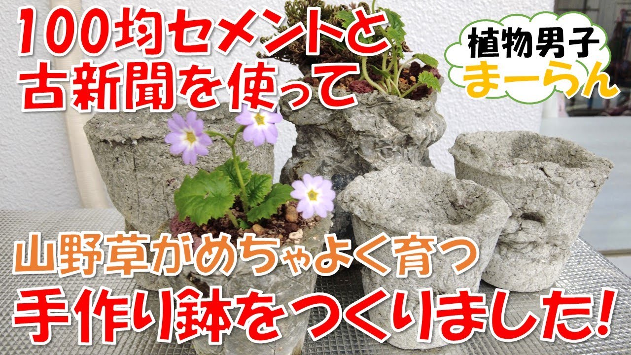 古新聞と100均セメントを使って手作りの植木鉢を作りました。　高山植物や山野草がめちゃよく育つ魔法の鉢。