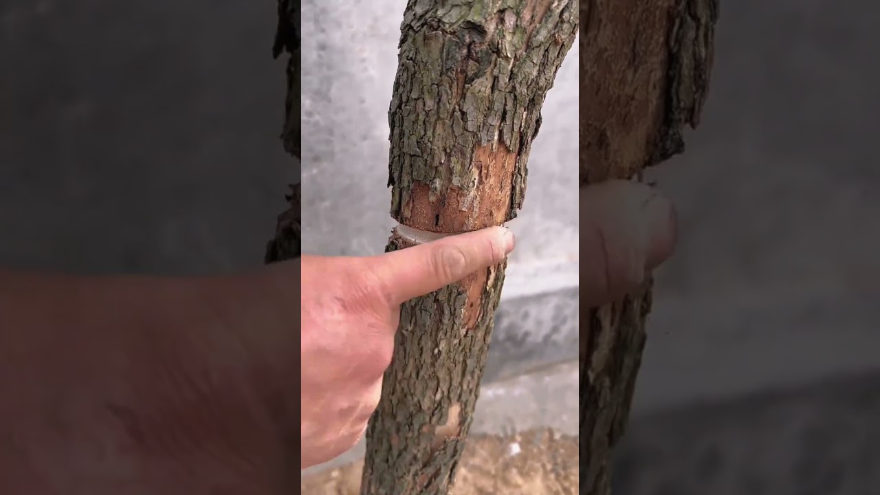 k&igrave;m khoanh vỏ c&acirc;y #trongtrot #caytrong #bạncủanh&agrave;n&ocirc;ng #caycanh #nhanong #c&acirc;ybonsai #shortvideo