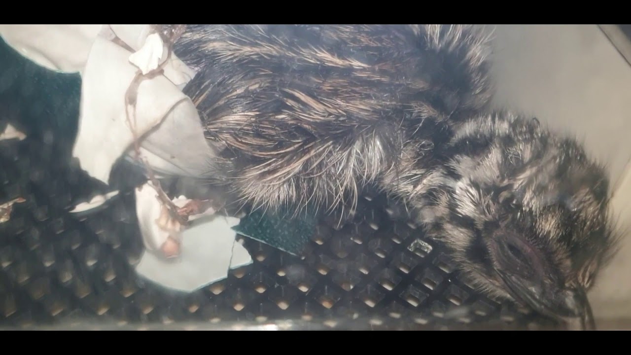 Ontmoet Joe het Emoe-kuiken!