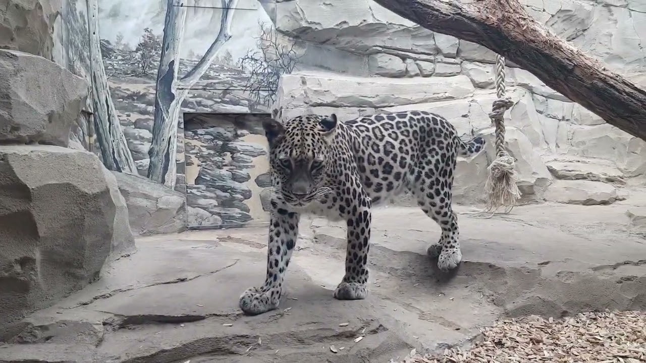 Leopard- Berlin Zoo
