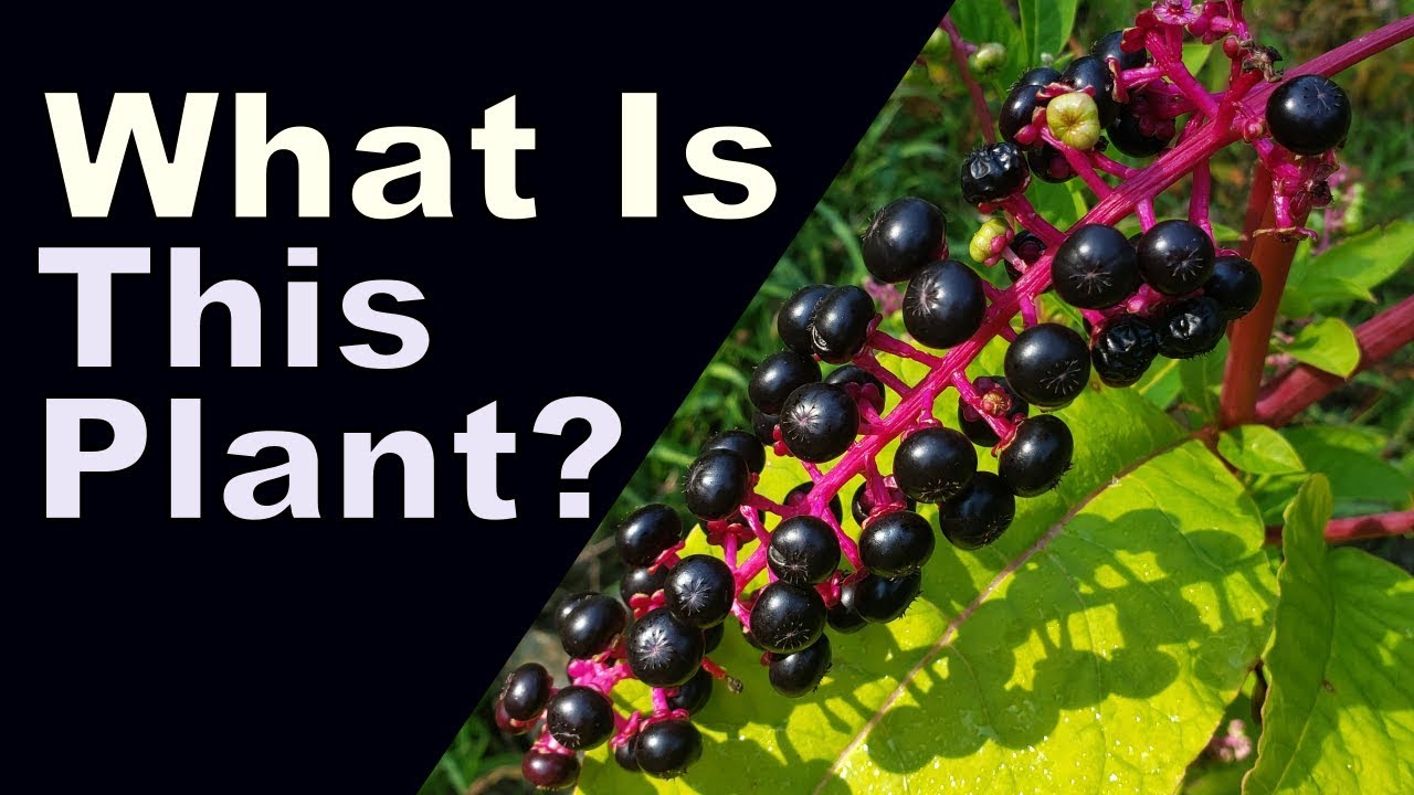 Identification of Pokeweed ( and toxicity/edibility)