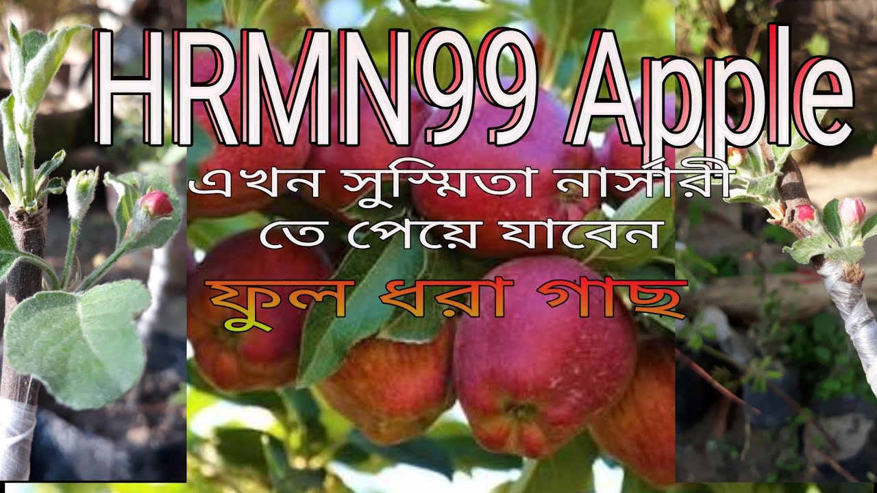 H.M.99 apple/HRMN99 Apple plant. in Nadia.West Bengal. Debu Sikdar Roof Garden ( ছাদ কৃষি )