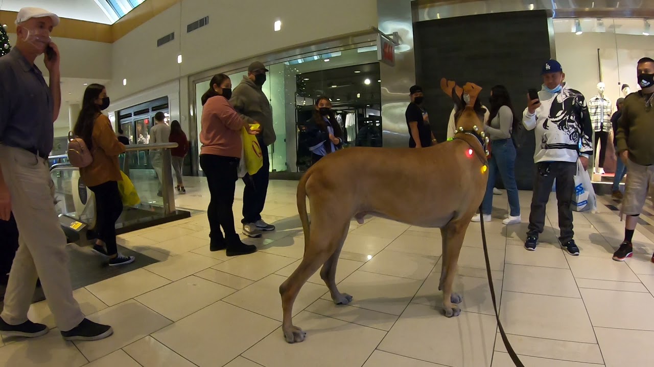 Cash 2.0 Great Dane-deer at the mall 3