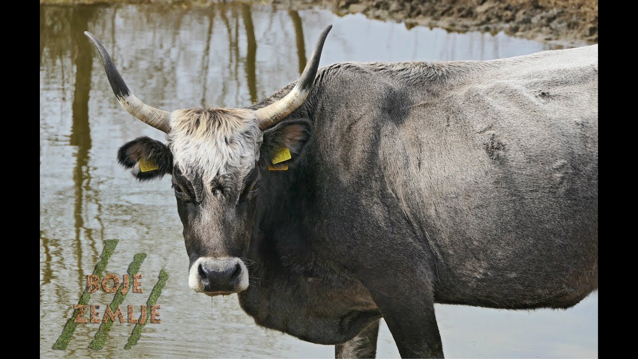 BOJE ZEMLJE Istarsko govedo