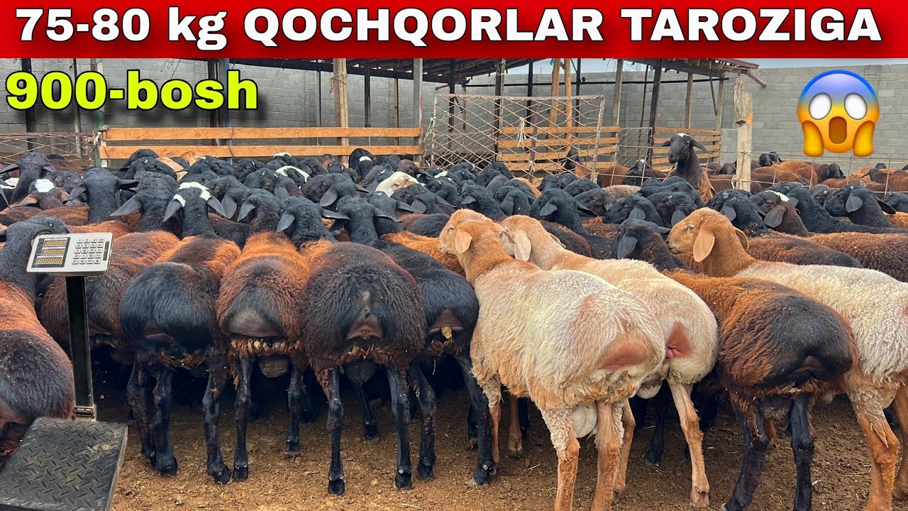 😱2026-YIL 900-bosh DAXSHAT QOCHQORLAR taroziga QOYILDI😱