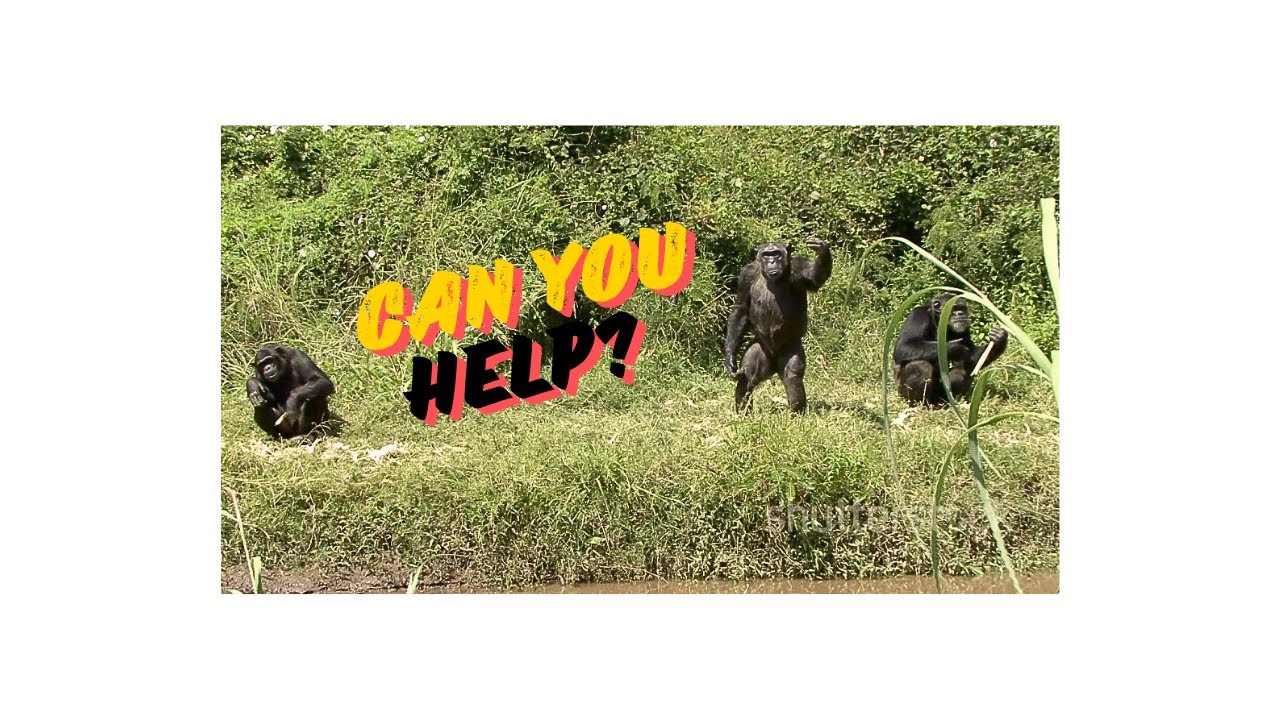 Join The Fight To Save Gorillas From Extinction!