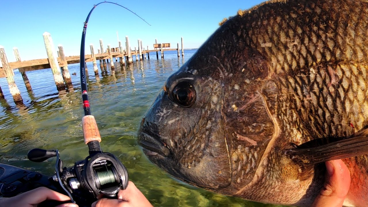 Insane NONSTOP Sheepshead Fishing & Multispecies SLAM | 3 Mile Bridge | Pensacola Florida