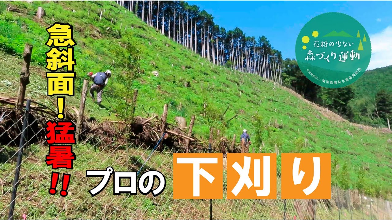東京の山に植えられた苗木はプロによる下草刈りですくすくと育っていた！！