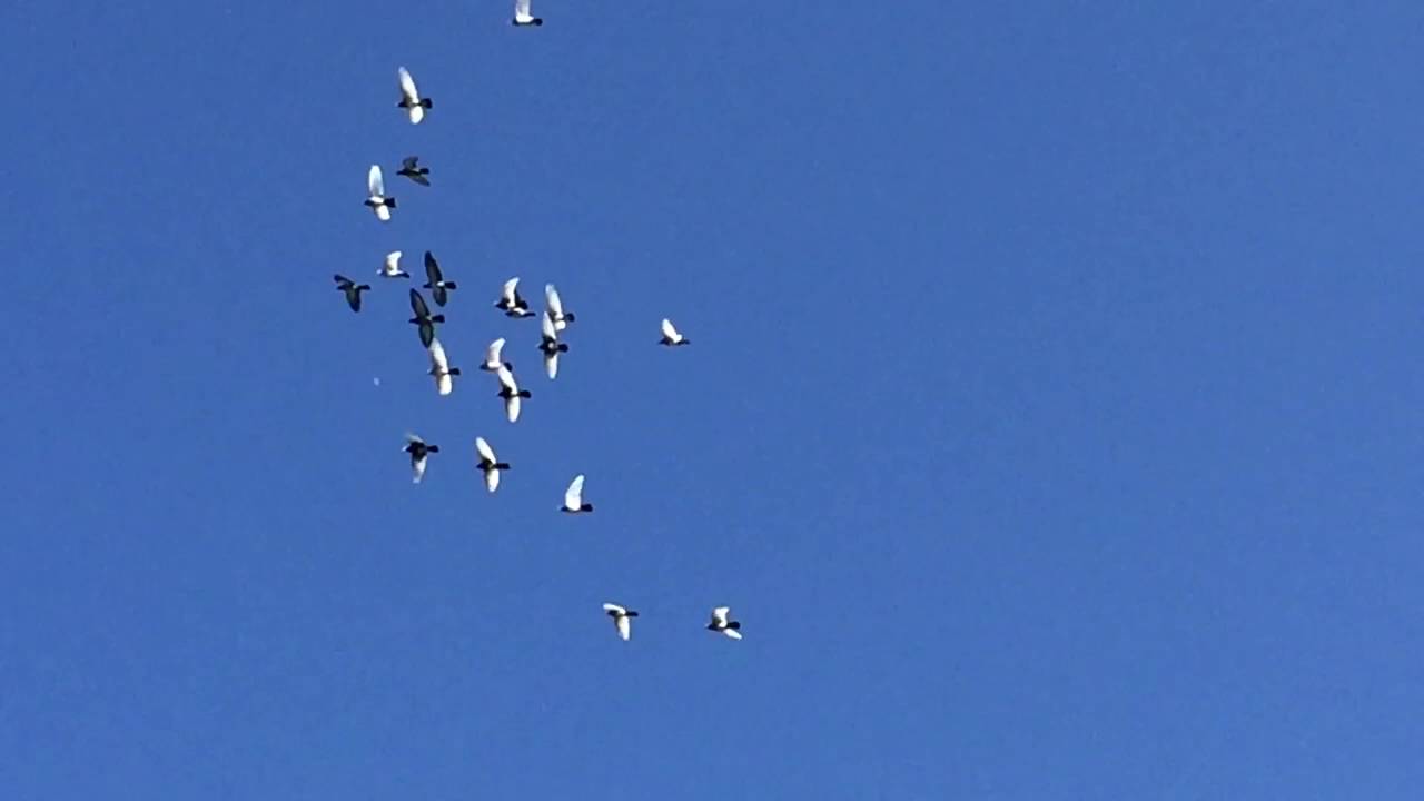 Fluggansel im September 2016