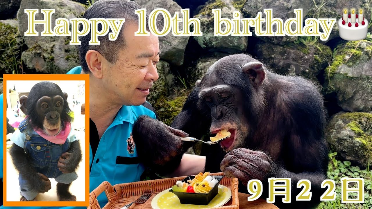 天才チンパンジーパンくんの娘プリンちゃん10歳の誕生日🎂プリンアラモードでお祝い🍮Chimpanzee Pan-kun's daughter 熊本地震と共に乗り越えた日々 ふーちゃん🐒フサオマキザル