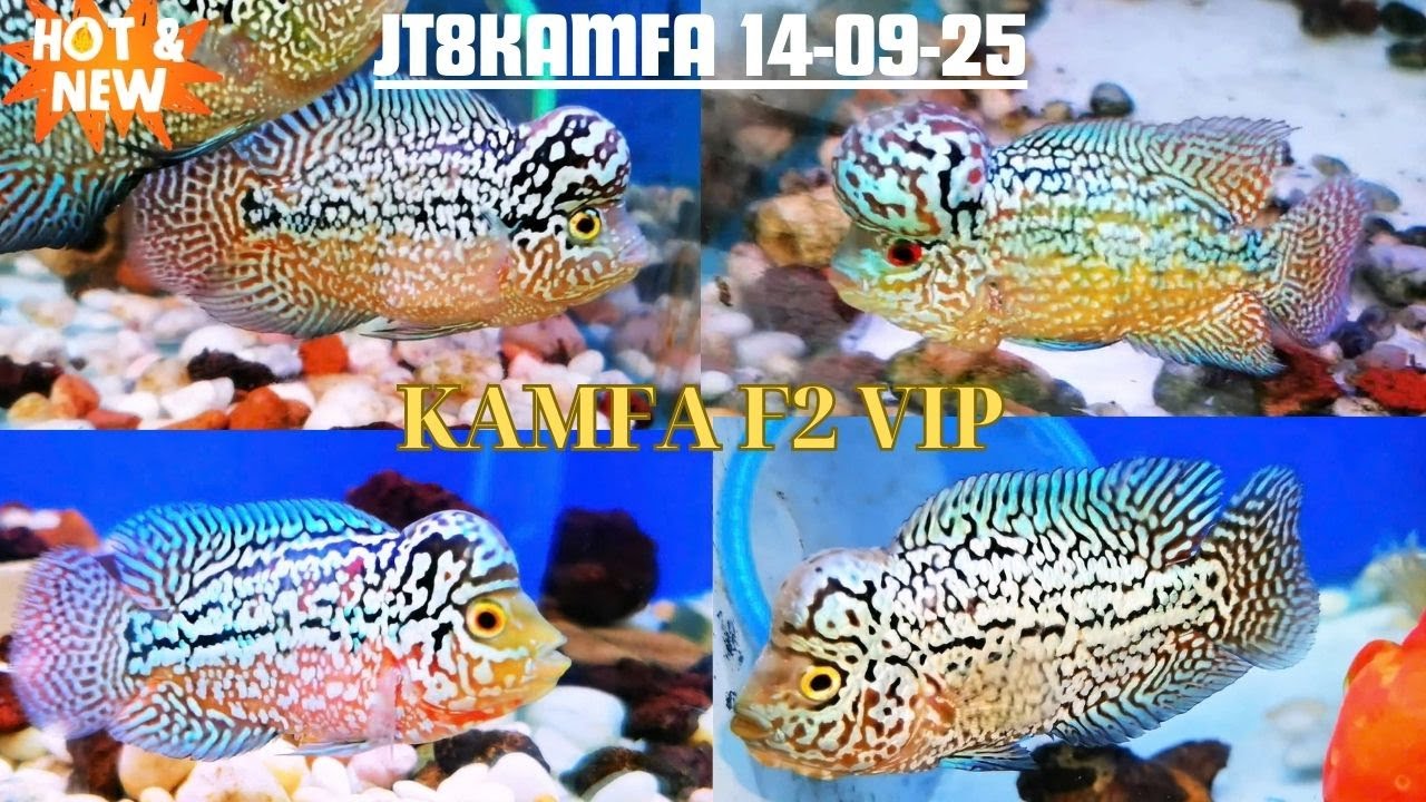 18 Con Kamfa F2 Tuyển Chọn Phẩm Chất Vip Cao Cấp Đến Dễ Chơi 14-09-25 ( 0933333250 JT8kamfa)