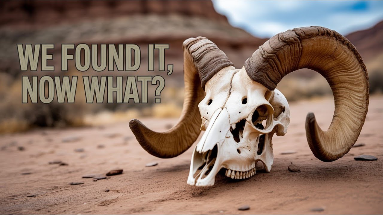 The Desert Bighorn Find | Getting Official State Approval