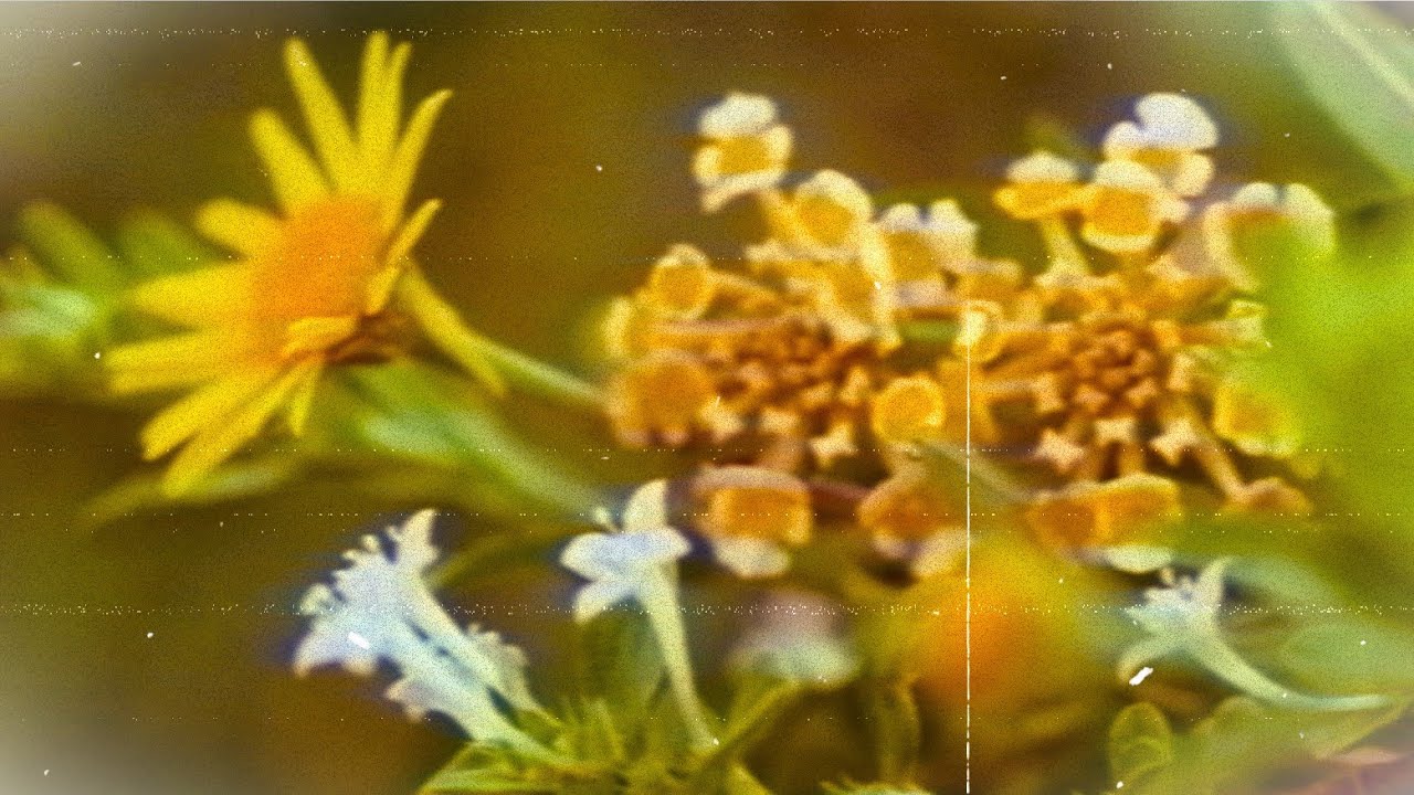 of lives and loves long preceding our own