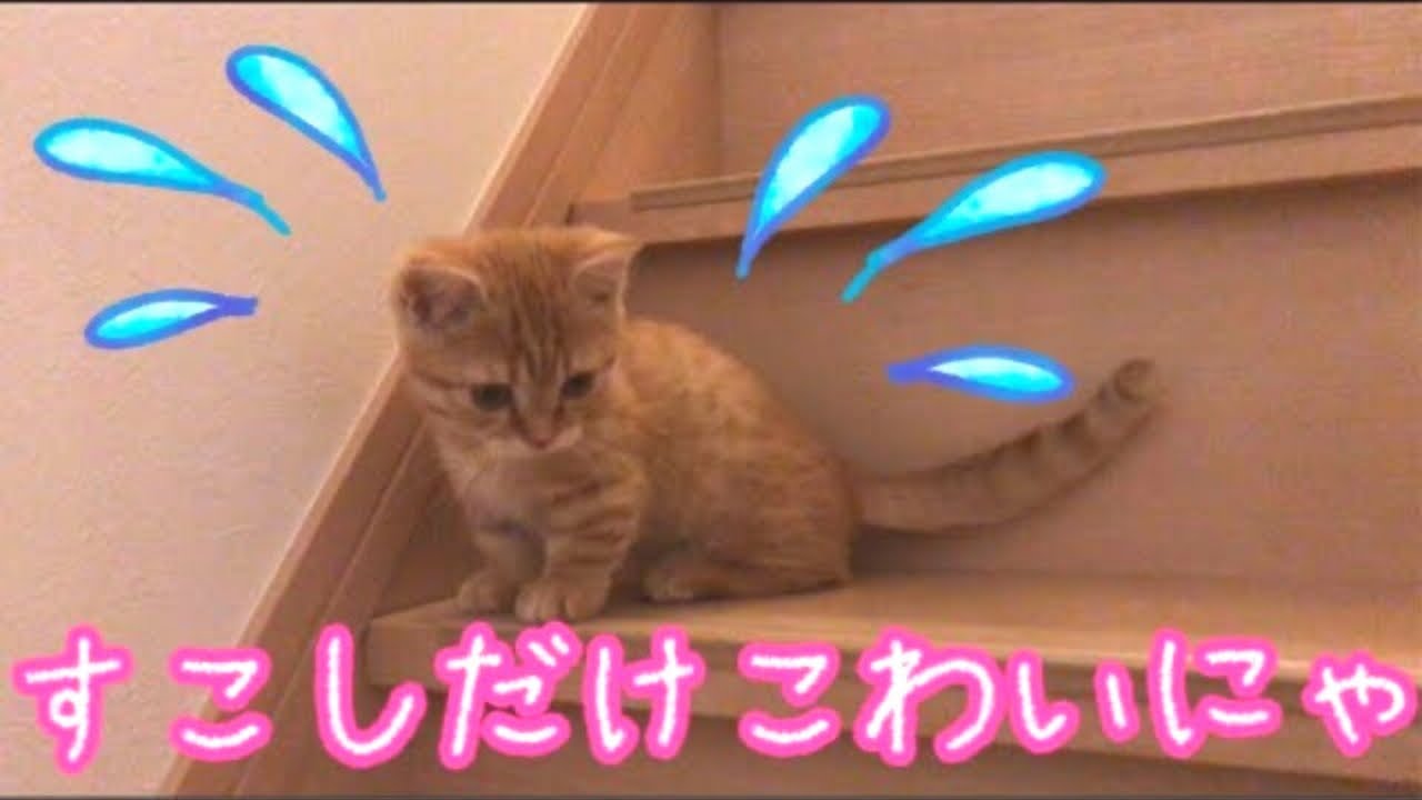 子猫の茶々くんが一生懸命階段を上り下りするのが可愛くて癒される【短足マンチカン】It is cute that the kitten goes up and down the stairs hard.