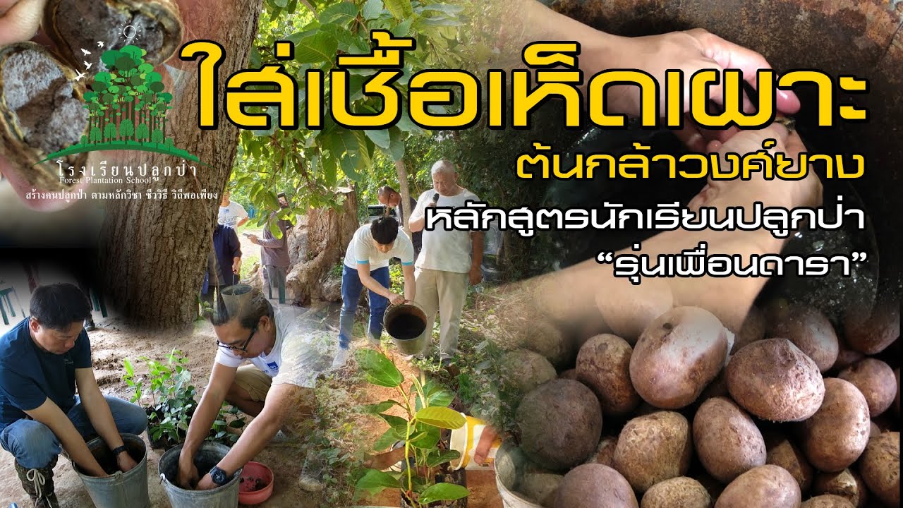 เทคนิคการใส่เชื้อเห็ดเผาะ (mycorrhiza) กับต้นกล้าวงศ์ยาง นักเรียนปลูกป่า รุ่นเพื่อนดารา EP.5
