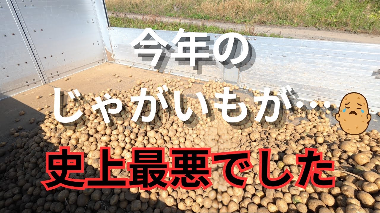 北海道【農家の現実】今年のじゃがいもが…史上最悪でした🥔😭in斜里　