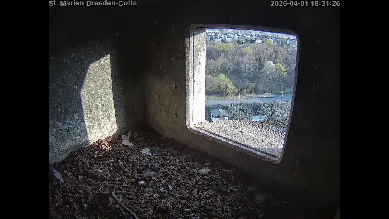 Turmfalken St Marien in Dresden - Live