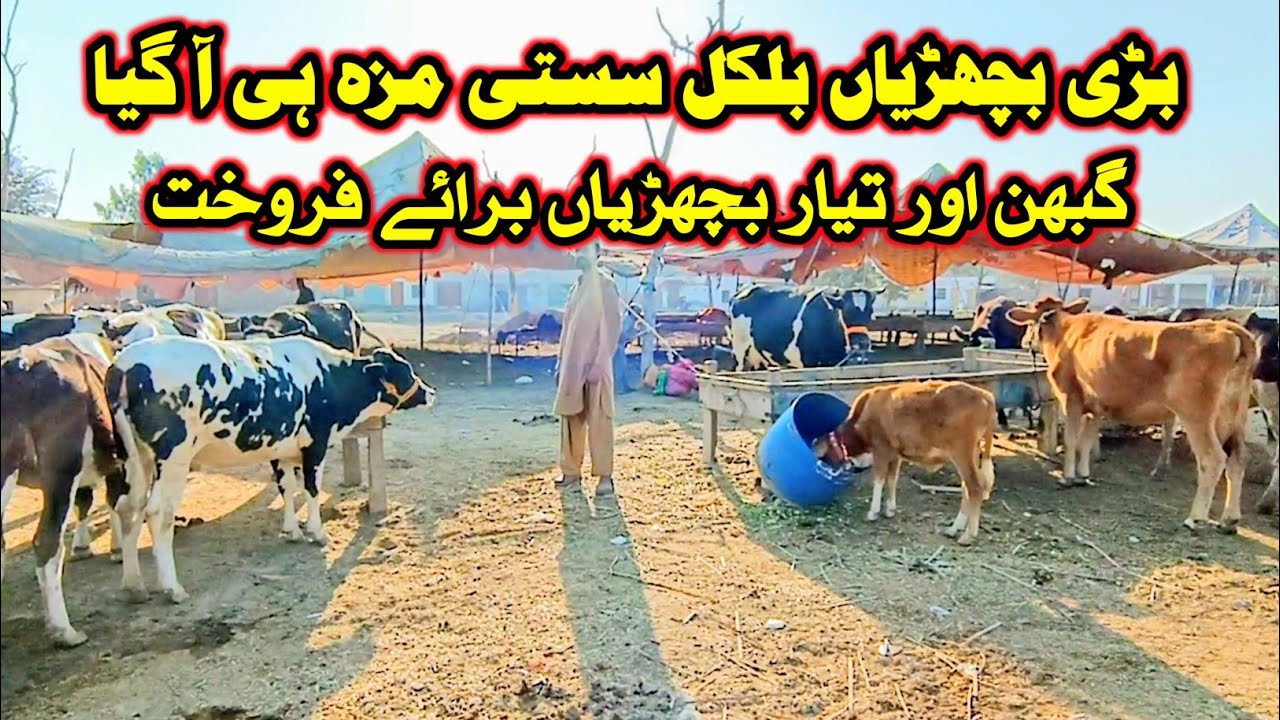 Jersey Friesian Pregnant Heifers For Sale At Doli Shaheed Mandi 2023