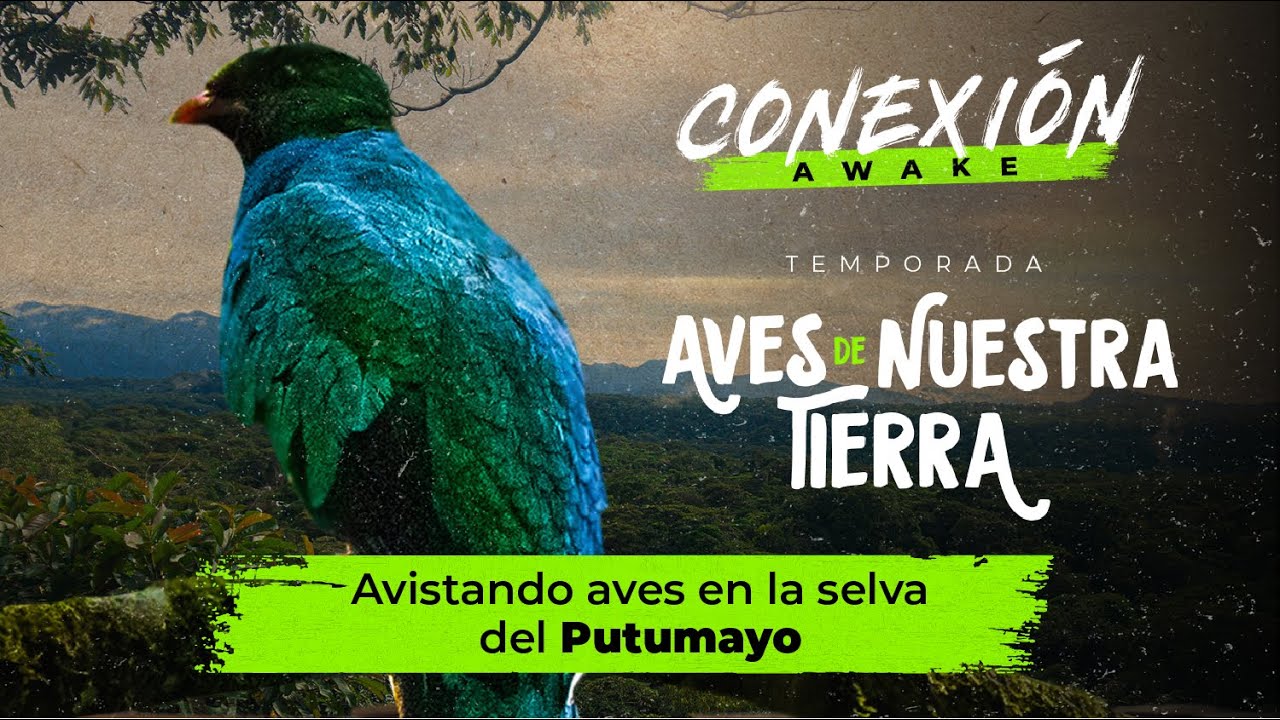 3/4 Avistamiento de Aves Putumayo - Conexión Awake - Aves de Nuestra Tierra
