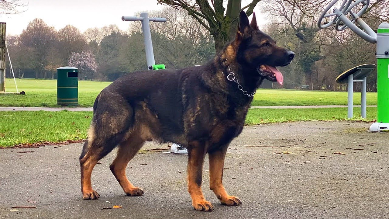 Working line german shepherd dog in action chasing a crow