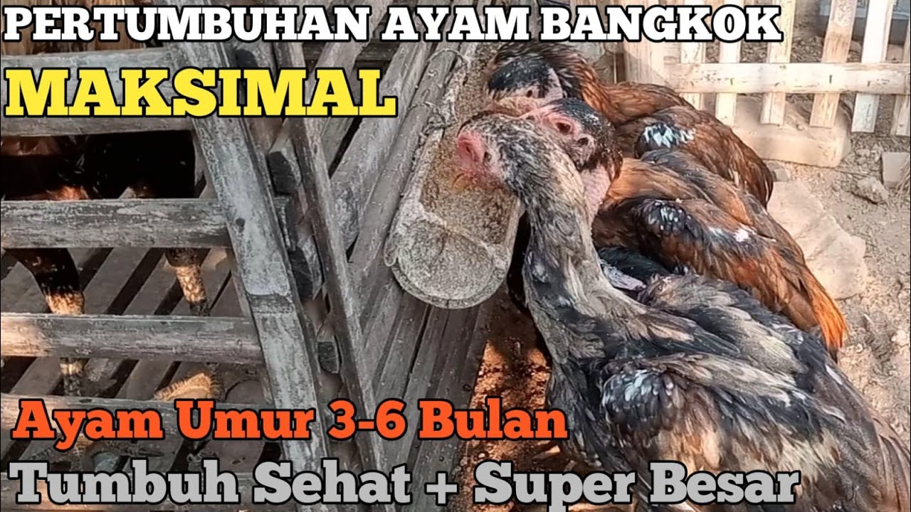 Pemula Wajib Tau, Cara Merawat Anakan Ayam Bangkok Umur 3-6 Bulan Agar Pertumbuhan Cepat Besar.