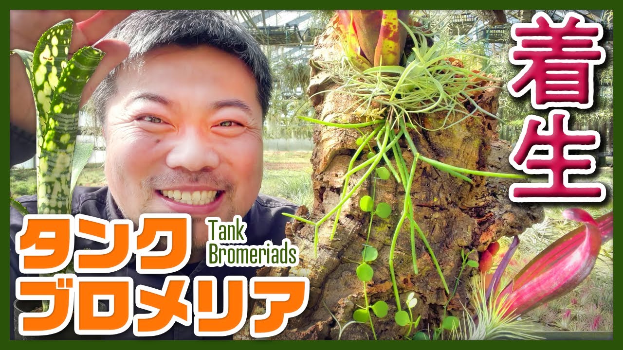 【着生植物】タンクブロメリアはナウイ　簡単にコルク着生させる方法