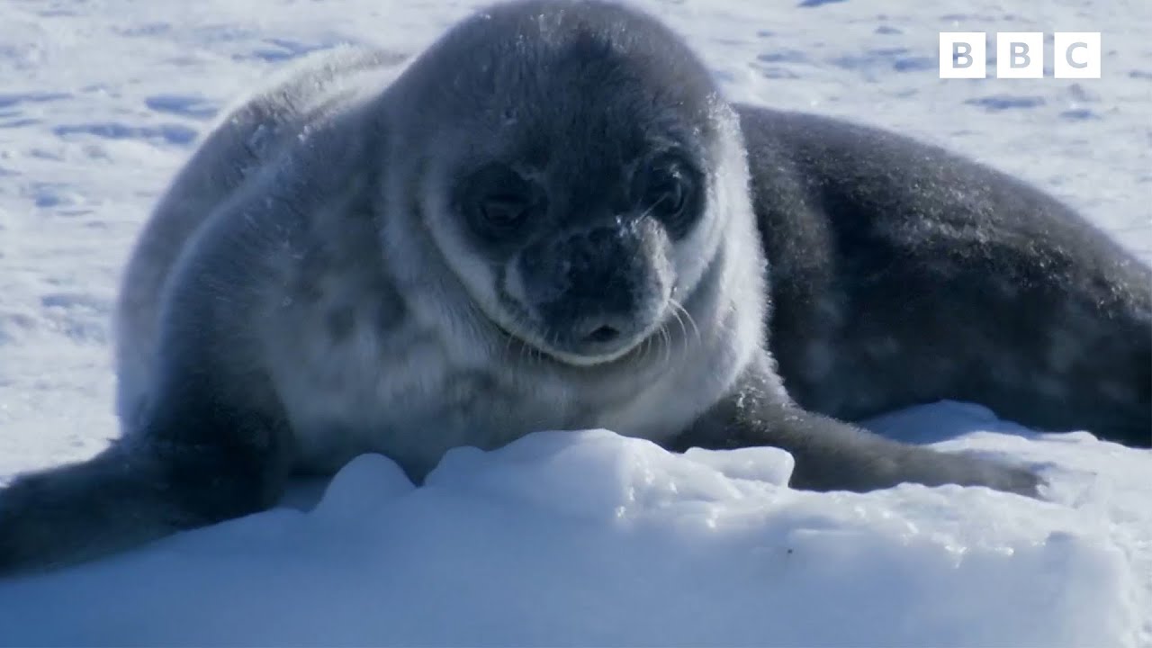 How Does A Seal Pup Learn to Swim? | Exploring | Andy's Baby Animals | Andy's Amazing Adventures