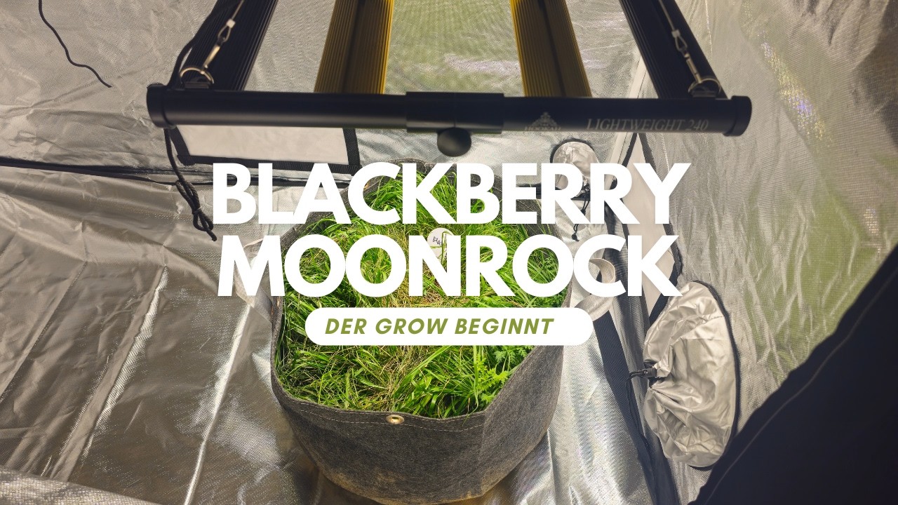 The Hookah Grow Setup Blackberry Moonrock