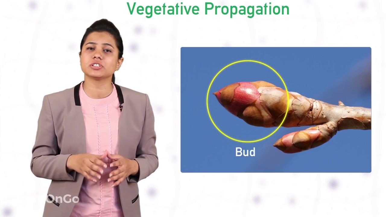 How do Organisms Reproduce - 6 | Types of Asexual Reproduction - Vegetative Propagation | Class 10