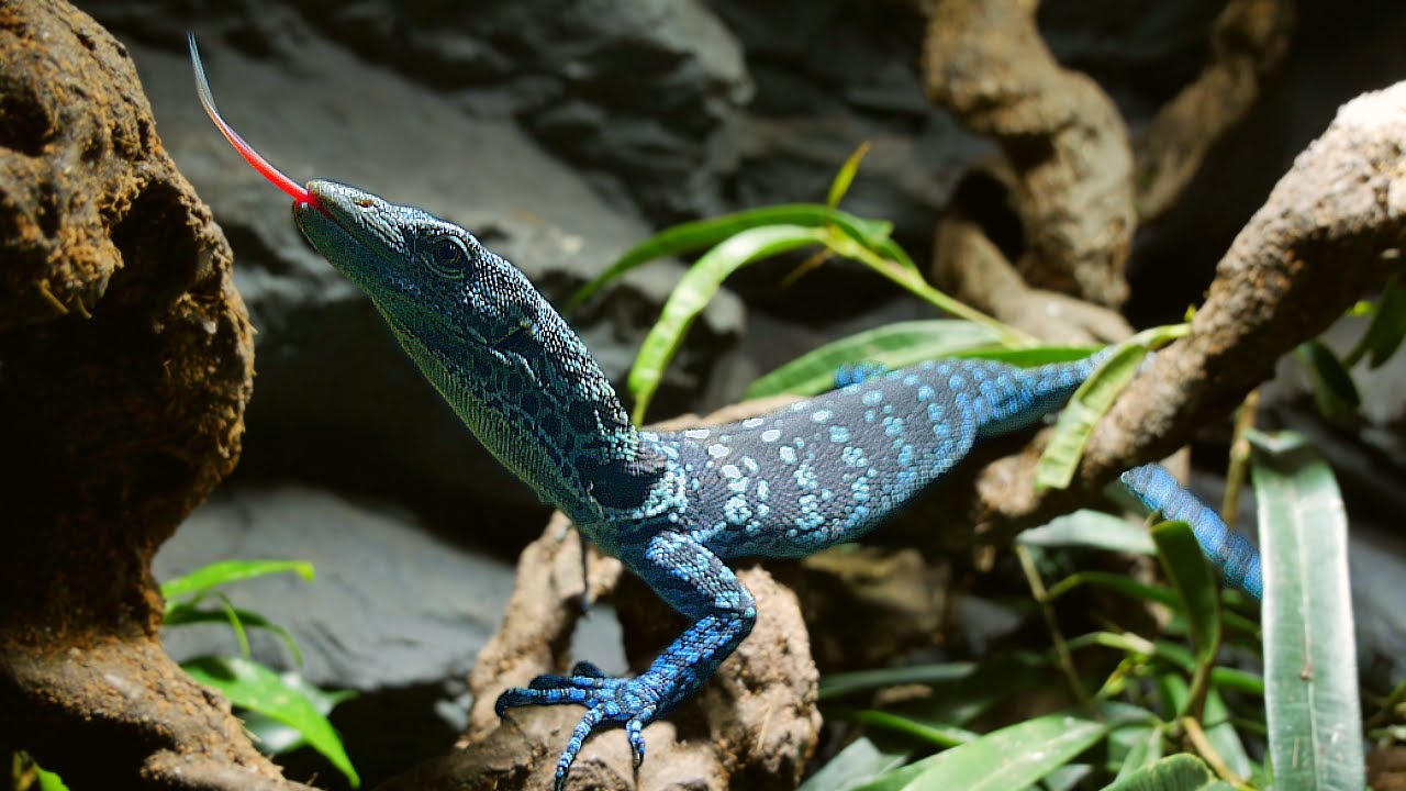 Epic Rainforest Reptile Vivarium