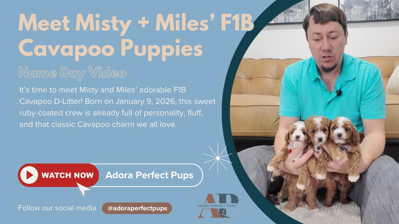 🎥 Meet Misty + Miles’ F1B Cavapoo Puppies 🐾 | Dodger, Dylan & More