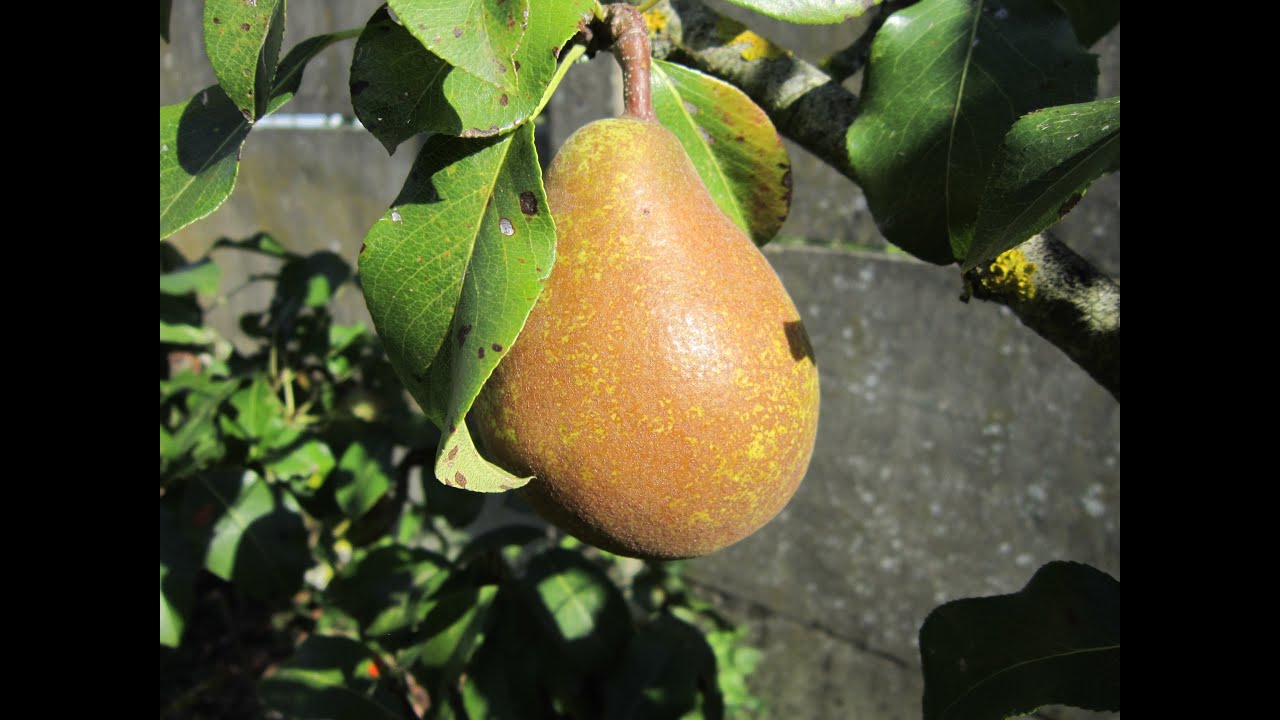 poire et poirier Jeanne d'Arc : variété ancienne, productive, aux fruits délicieux