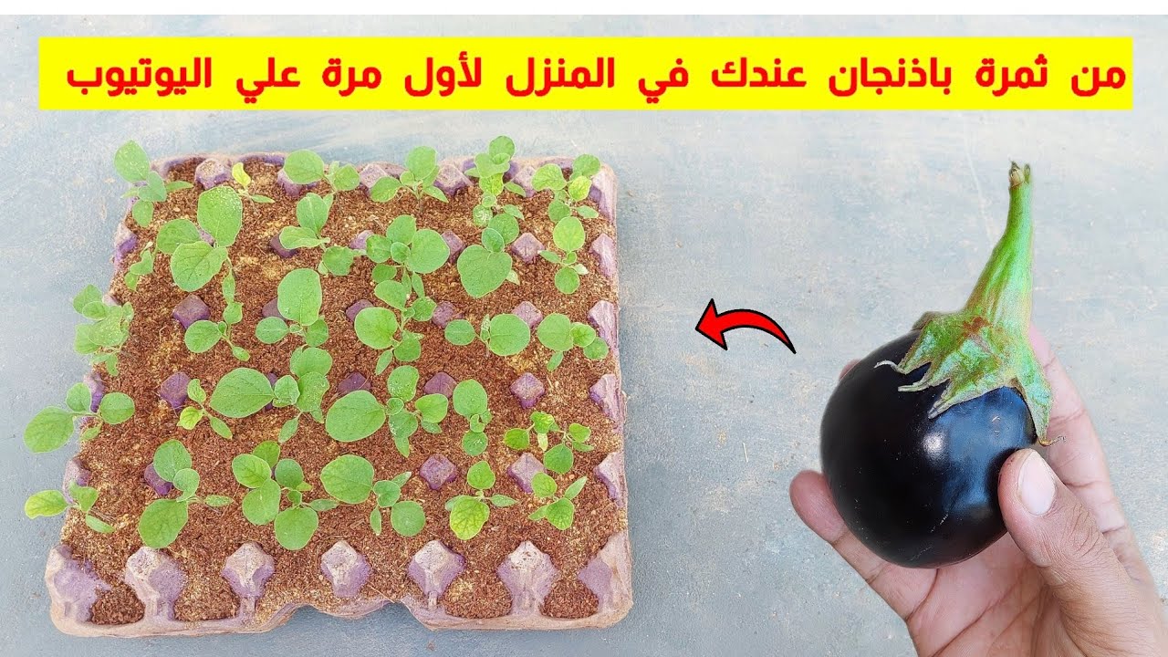 طريقة زراعة الباذنجان في كرتونة البيض بطريقة مبتكرة 🍆🍆