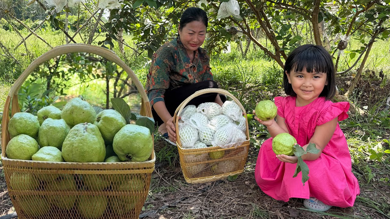 Cute girl Siv chhee help grandma to harvest guava | Harvest guava and cooking for family