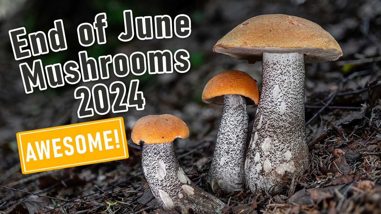 AWESOME Mushroom Foraging - End of June 2024 - Boletus edulis | Leccinum versipelle | Funghi Porcini