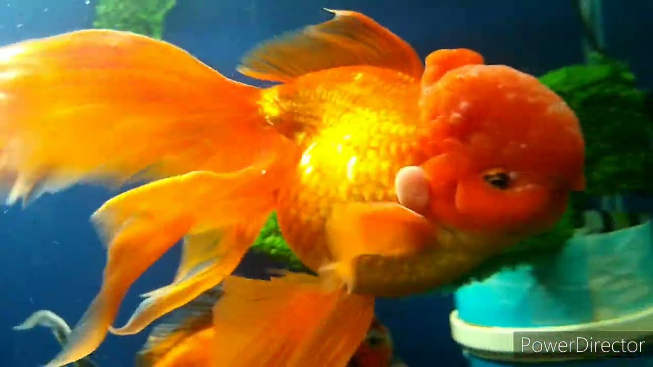 Aquário de Kinguios (KINGUIO ORANDA GIGANTE)