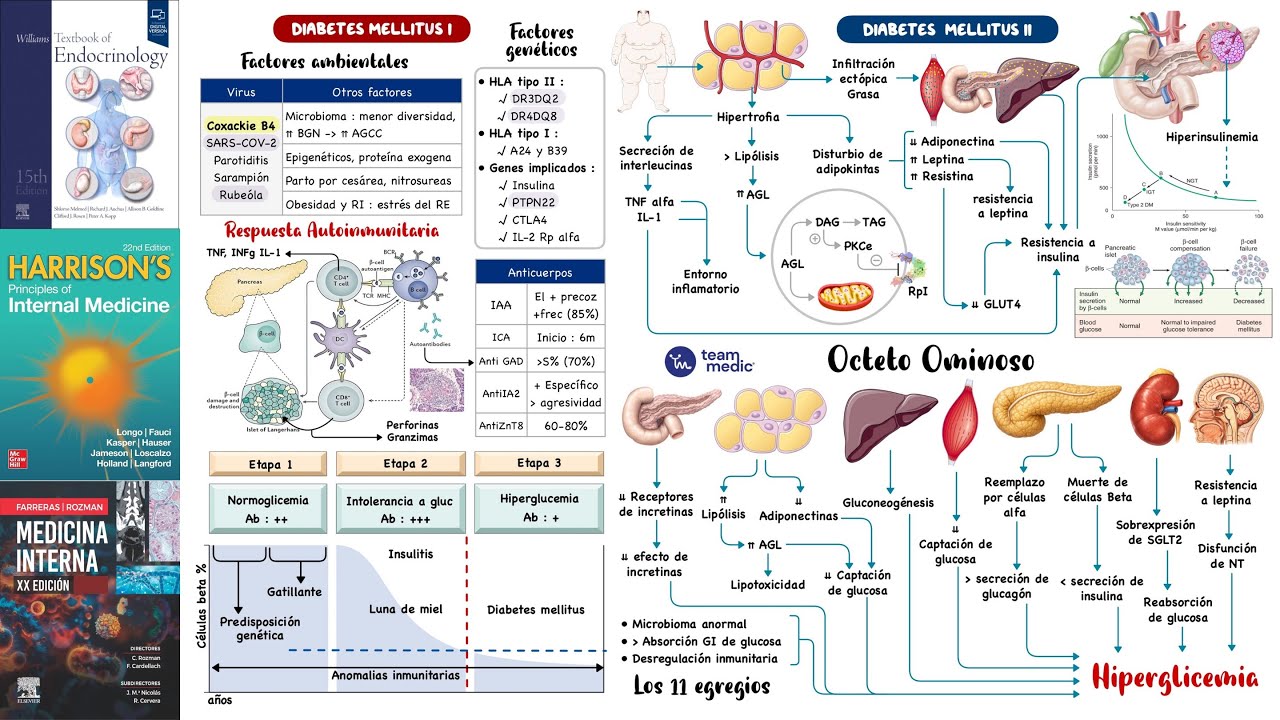 Diabetes mellitus | Fisiopatología