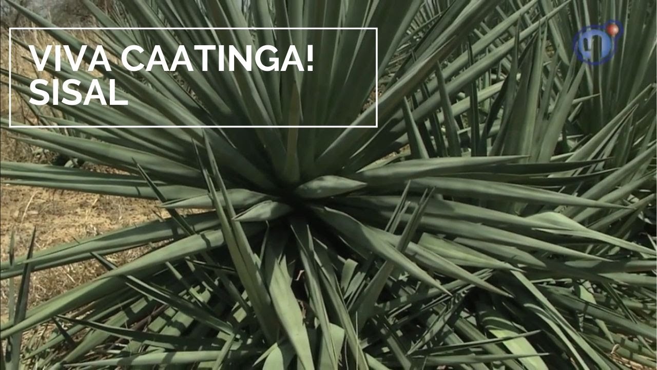 Viva Caatinga! Sisal