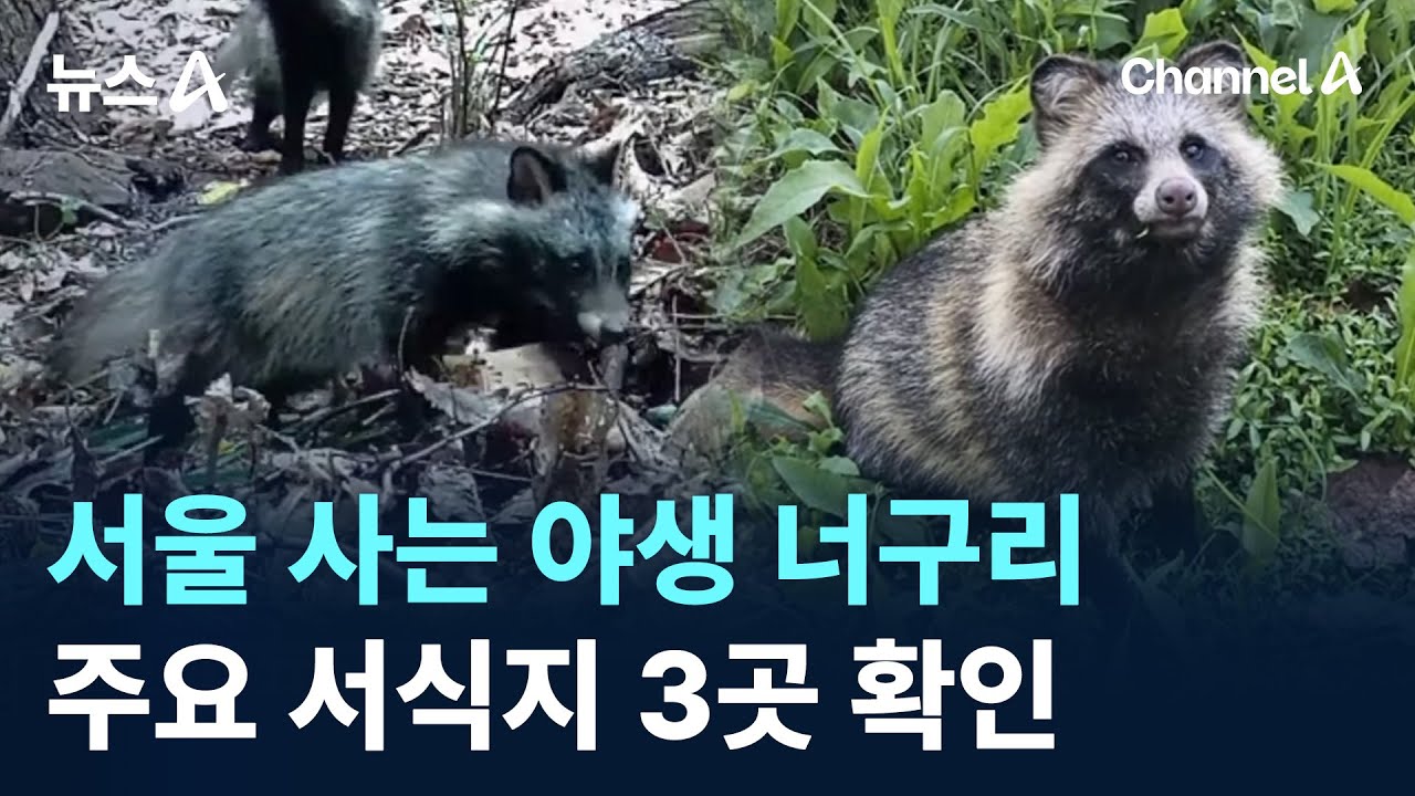 서울 사는 야생 너구리&hellip;주요 서식지 3곳 확인 / 채널A / 뉴스A
